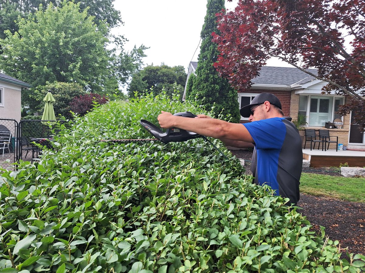 Hedge trimming service — Niagara Region